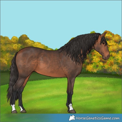 Horse Color:Bay 