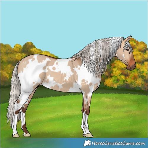 Horse Color:White Spotted Silver Bay Dun 