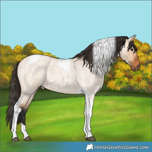 Horse Color:Bay Roan Dun Tobiano 