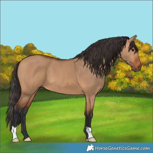 Horse Color:Bay Dun 