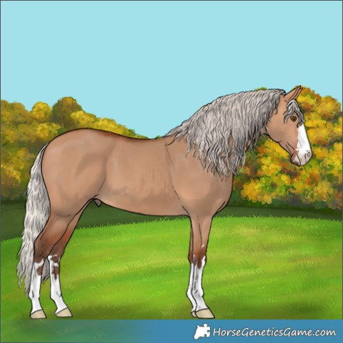 Horse Color:Silver Bay Dun 