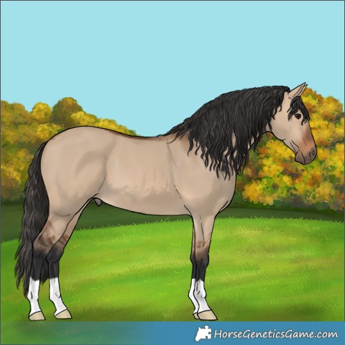 Horse Color:Bay Dun 