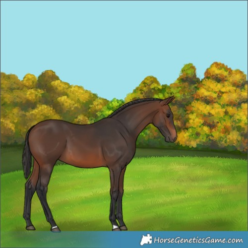 Horse Color:Brown 