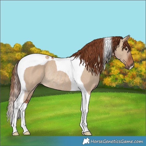 Horse Color:Red Dun Tobiano Rabicano