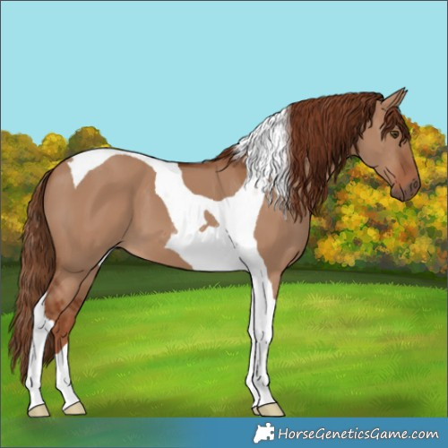 Horse Color:Red Dun Tobiano
