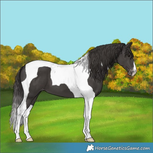Horse Color:Smoky Black Tobiano Varnish 