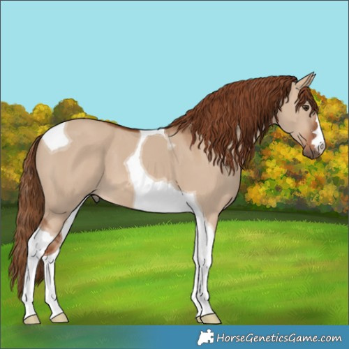 Horse Color:Red Dun Tobiano 