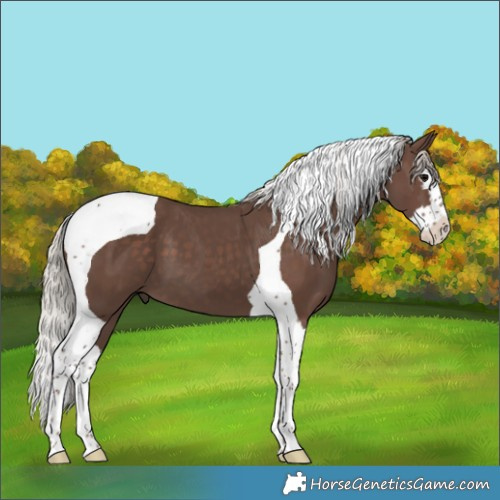 Horse Color:Silver Black Splash Tobiano 