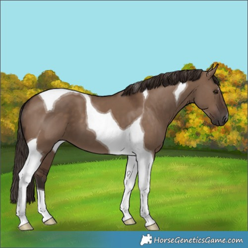 Horse Color:Liver Red Dun Tobiano