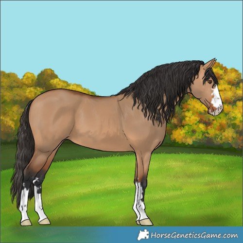 Horse Color:Bay Dun 