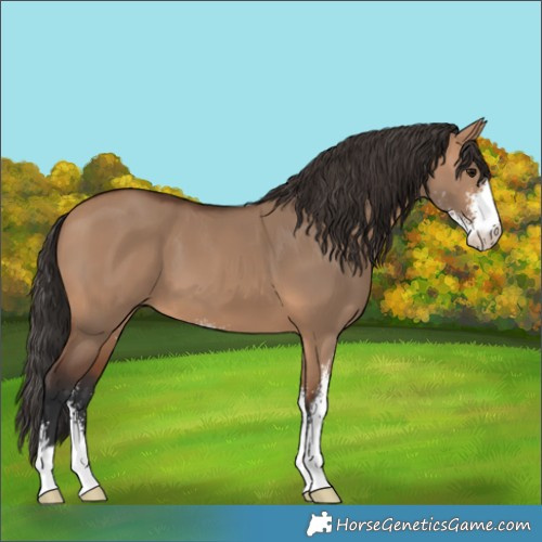 Horse Color:Bay Dun Sabino
