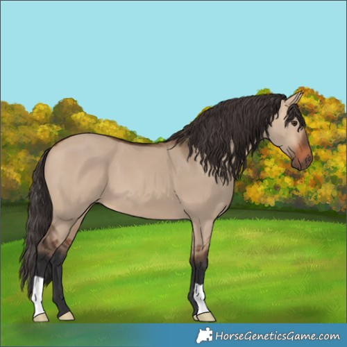 Horse Color:Bay Dun 