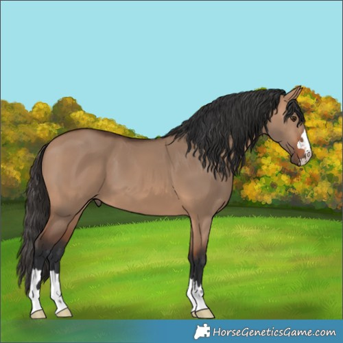 Horse Color:Bay Dun 