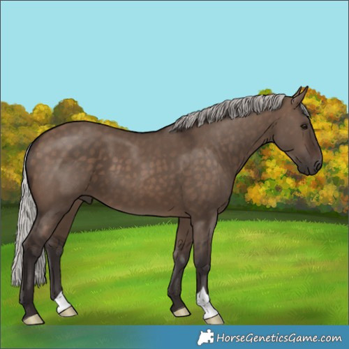 Horse Color:Silver Brown Dun 