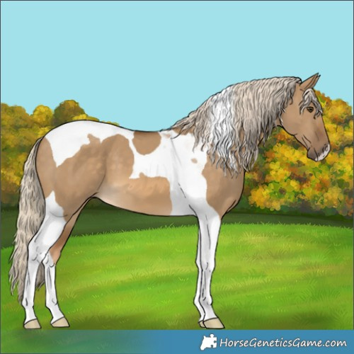 Horse Color:Chocolate Palomino Dun Tobiano 