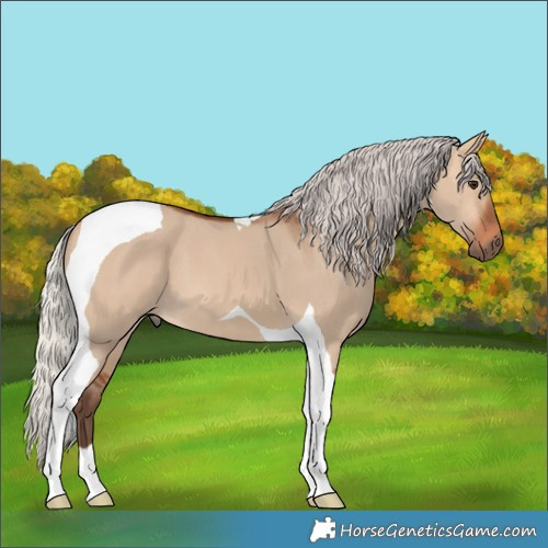Horse Color:Silver Bay Dun Tobiano