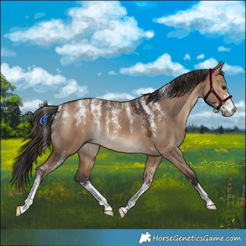 Horse Color:Powder White Bay Dun 