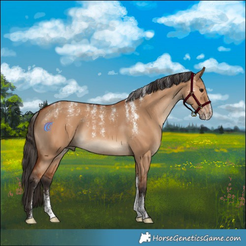 Horse Color:Powder White Bay Dun 