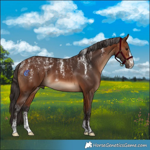 Horse Color:Powder White Bay 