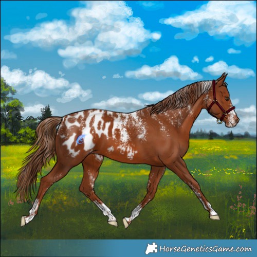 Horse Color:Powder White Chestnut Appaloosa 