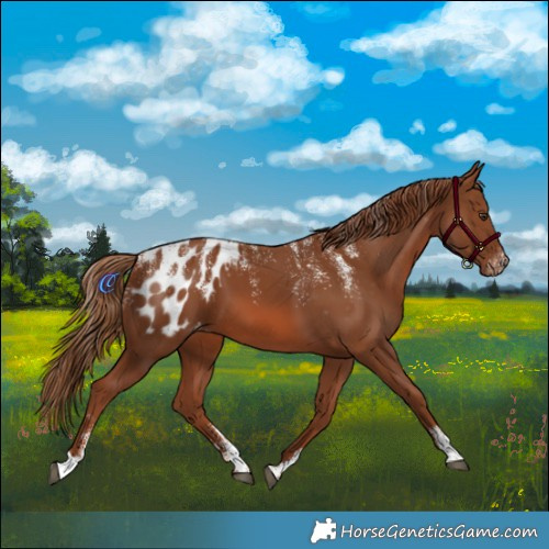 Horse Color:Powder White Chestnut Appaloosa