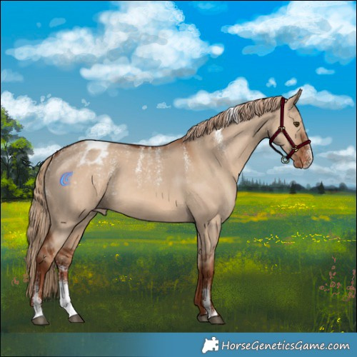 Horse Color:Powder White Red Dun Appaloosa