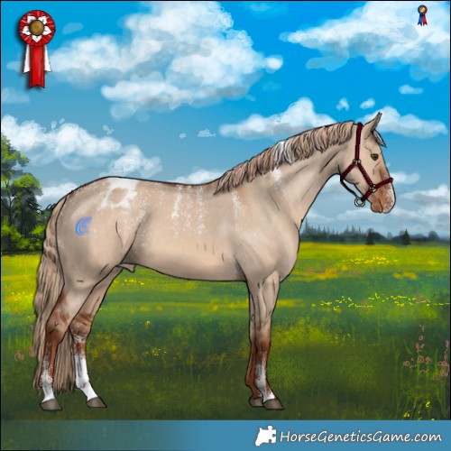 Horse Color:Powder White Red Dun Appaloosa 
