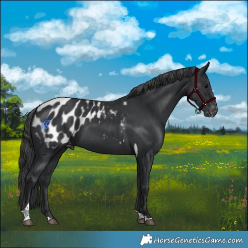 Horse Color:Black Tobiano Appaloosa