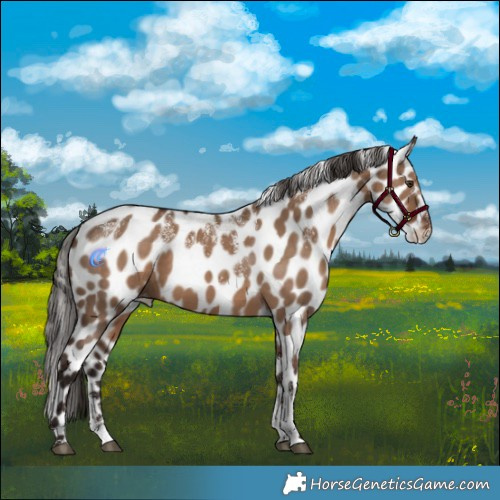 Horse Color:Powder White Liver Red Dun Appaloosa