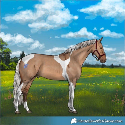 Horse Color:Silver Brown Dun Tobiano