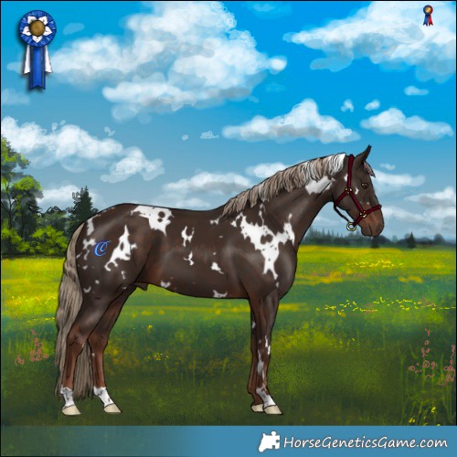 Horse Color:White Spotted Liver Chestnut