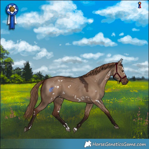 Horse Color:White Spotted Liver Red Dun 