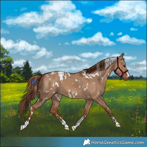Horse Color:White Spotted Red Dun 