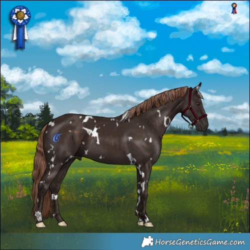 Horse Color:White Spotted Liver Chestnut