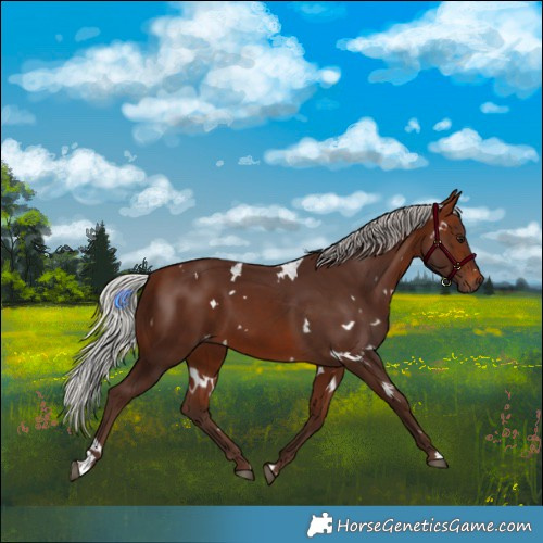 Horse Color:White Spotted Silver Bay 