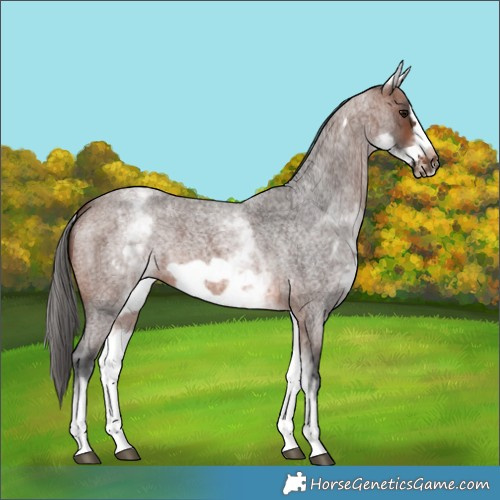 Horse Color:White Spotted Brown Roan Frame