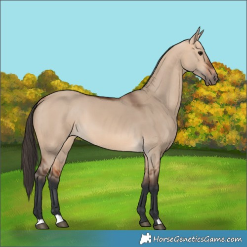 Horse Color:Bay Dun