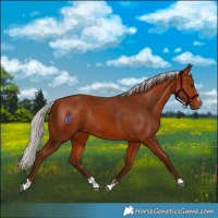 Horse Color:Silver Bay Rabicano