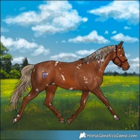 Horse Color:White Spotted Chestnut Rabicano 