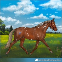 Horse Color:White Spotted Chestnut Rabicano