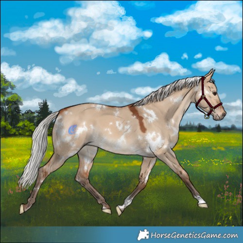 Horse Color:White Spotted Silver Bay Dun 