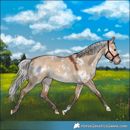 Horse Color:White Spotted Silver Bay Dun 