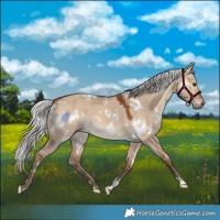 Horse Color:White Spotted Silver Bay Dun 