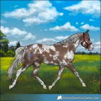 Horse Color:White Spotted Silver Black 