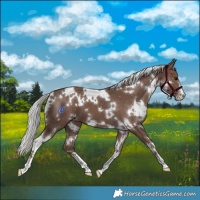 Horse Color:White Spotted Silver Black