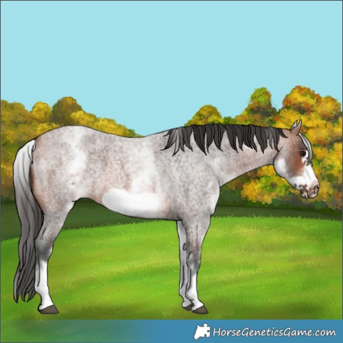 Horse Color:Unknown 