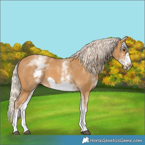 Horse Color:White Spotted Palomino Frame 