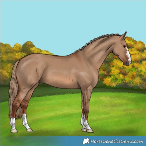 Horse Color:Red Dun 