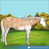 Horse Color:Cremello Splash  and Gray Cremello Splash 