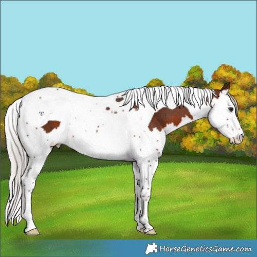Horse Color:Silver Brown Splash Tobiano Appaloosa 